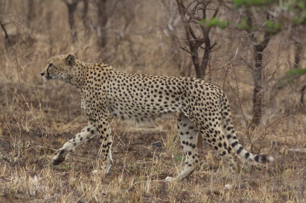 Cheetah 2.jpg